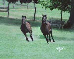 The much sought after mares of Breezy Acres Arabians: 'Ebony' (sire x *Bask++) and 'Lela' (sire x The Minstril)