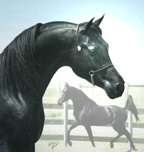 Faheem is the ONLY stallion doubled back to the WORLD'S Leading Sire of Black Arabians, the famous, Blacklord Arabi.