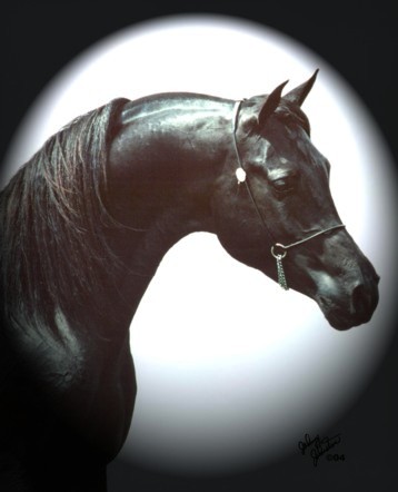 Faheem Al Maas - the ONLY stallion doubled back to the World's Leading Sire of Black Arabians, Blacklord Arabi.