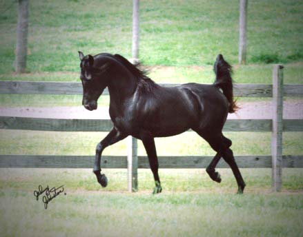 Homozygous Black Arabian Stallion, Faheem Al Maas -taken at 4 y/o.