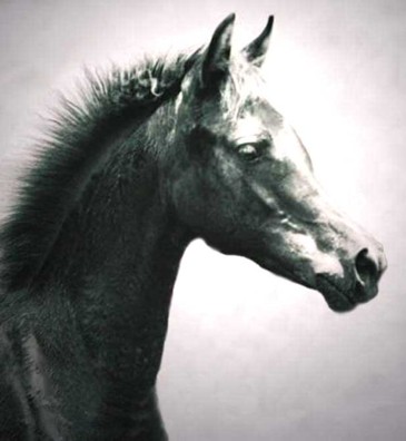 2005 Homozyous, solid Black, Purebred Arabian Filly