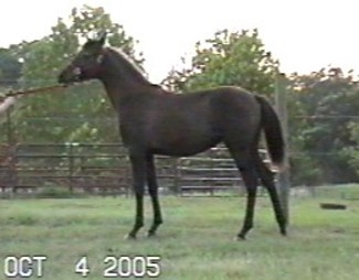 This filly is a "complete package"... Looks, Temperament, and she can MOVE!