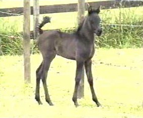 With her long legs, this filly will be TALL!