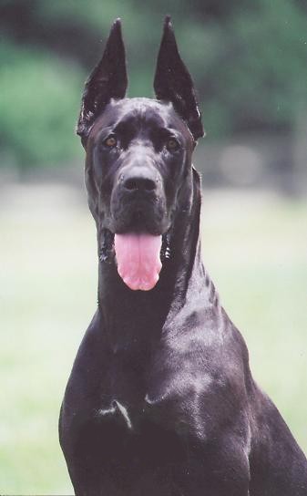 "Smidgen" -conformationally beautiful black Dane bitch with a wonderful temperament to follow!