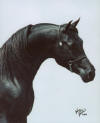 Faheem Al Maas -Homozygous Black Arabian Stallion